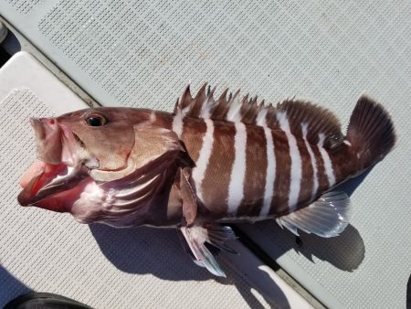 アマテラス 釣果