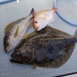 アマテラス 釣果