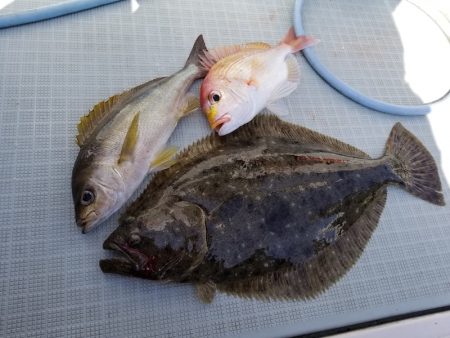 アマテラス 釣果
