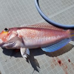 アマテラス 釣果