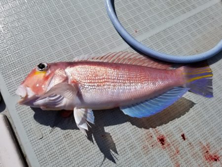 アマテラス 釣果