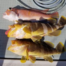 アマテラス 釣果