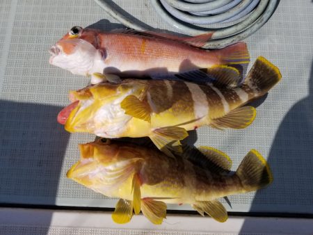 アマテラス 釣果