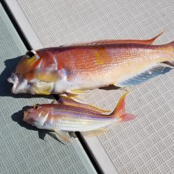 アマテラス 釣果