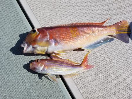 アマテラス 釣果