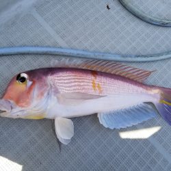 アマテラス 釣果