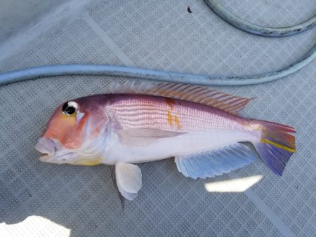 アマテラス 釣果