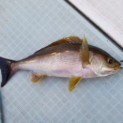 アマテラス 釣果