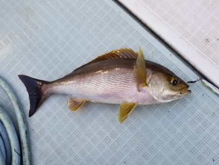 アマテラス 釣果