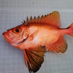 アマテラス 釣果