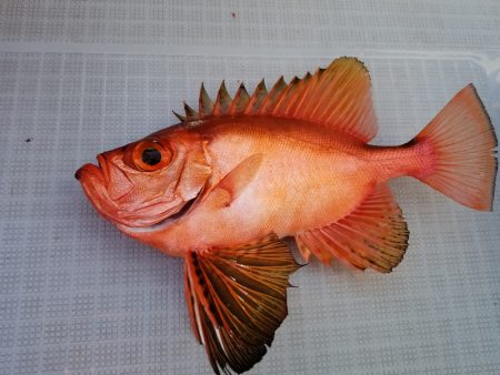 アマテラス 釣果