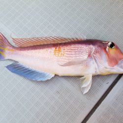 アマテラス 釣果