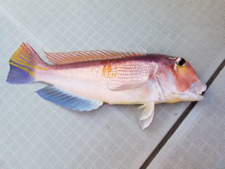 アマテラス 釣果