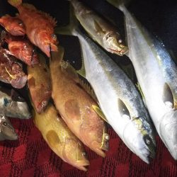 光生丸 釣果