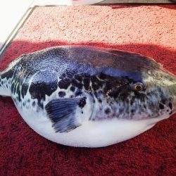 光生丸 釣果