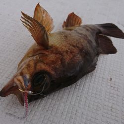 遊漁船　家入 釣果