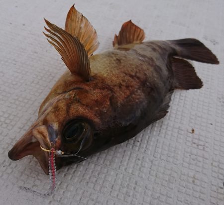 遊漁船　家入 釣果