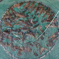 遊漁船　家入 釣果