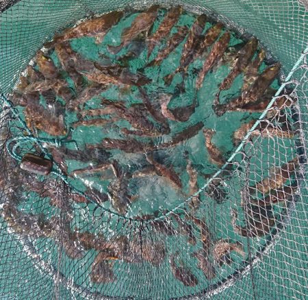 遊漁船　家入 釣果