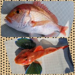 アマテラス 釣果
