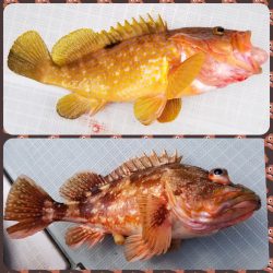 アマテラス 釣果