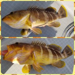 アマテラス 釣果