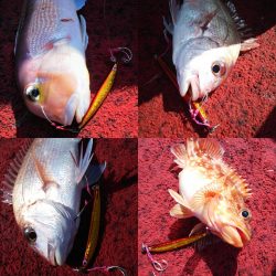 光生丸 釣果