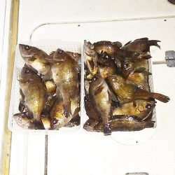 マリンガイド福丸 釣果