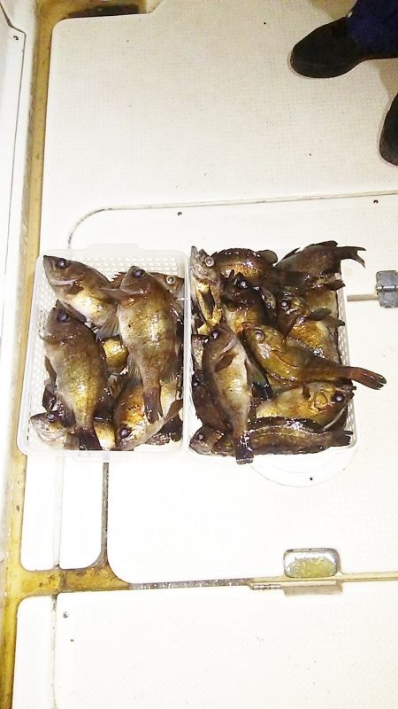 マリンガイド福丸 釣果