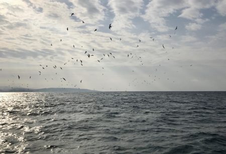 South Current 釣果