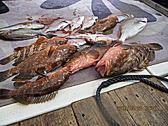 遊漁船 未紗奈 釣果