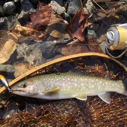 渓流釣行レポート in 岩手【そ～あ氏連載 vol.9】