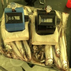 岩手の冬の風物詩『氷上ワカサギ釣り』レポート【そ～あ氏連載 vol.8】