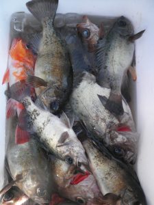 美咲丸 釣果
