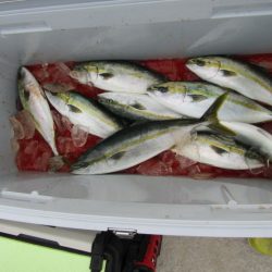 ジギング船 BLUEWATER 釣果