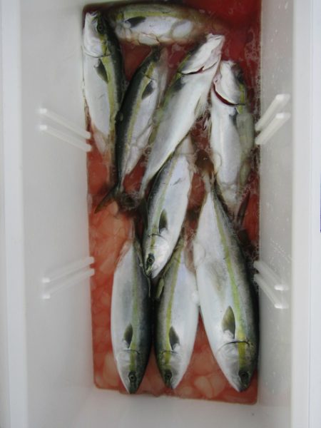 ジギング船 BLUEWATER 釣果