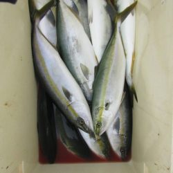 ジギング船 BLUEWATER 釣果