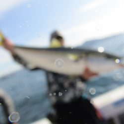 ジギング船 BLUEWATER 釣果