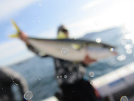 ジギング船 BLUEWATER 釣果