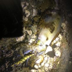 椿でエギング春イカ調査