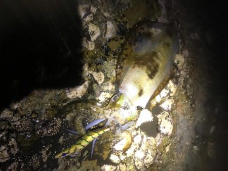 椿でエギング春イカ調査