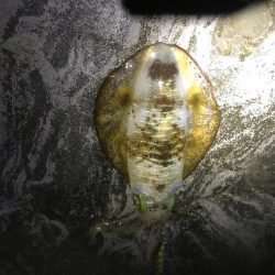 大ウネリでエギング湾奥にアオリイカ