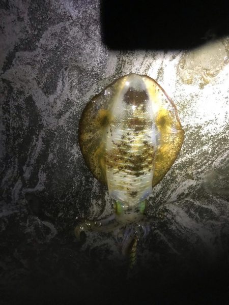 大ウネリでエギング湾奥にアオリイカ