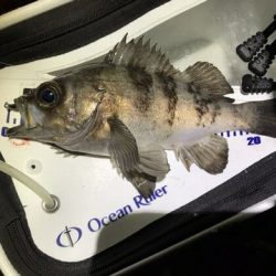 久しぶりの釣り