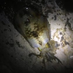 南ウネリに苦しみながらなんとか１杯