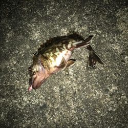 メバルを求めて！