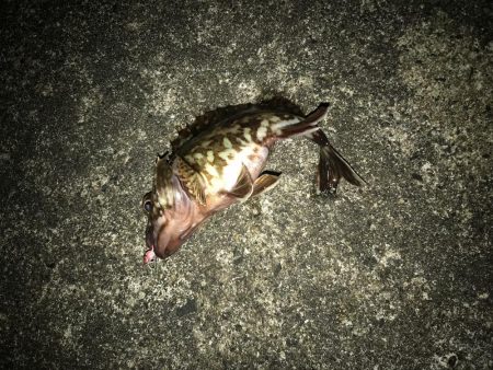 メバルを求めて！