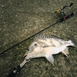 武庫川河口でチニング!