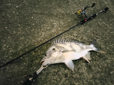 武庫川河口でチニング!