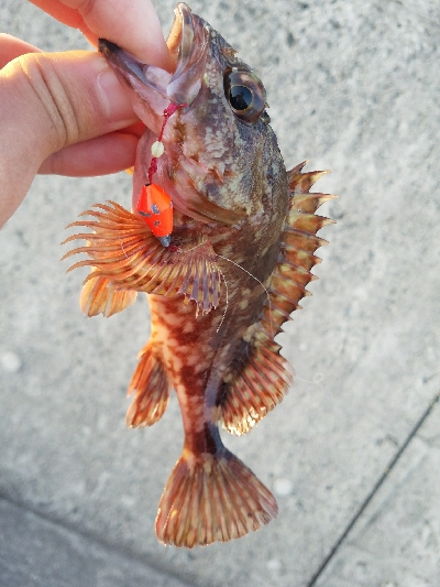 ガシラ釣り　～ポツポツ当たりが。～